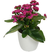 Kalanchoe pink + White Cachepot